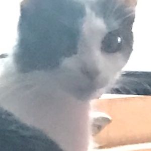 Meet your Posher, Rocky